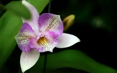 La Cattleya, fleur emblématique de Colombie